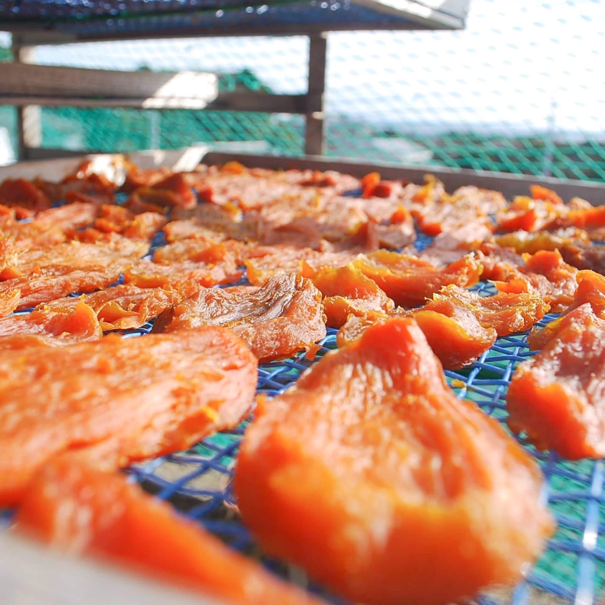 2026年きんこ芋・ぎんこ芋予約